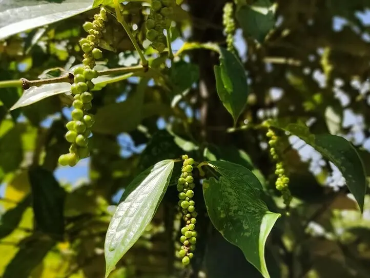 ホーチミンから飛行機で一時間の楽園・「フーコック島」ってどんなところ？