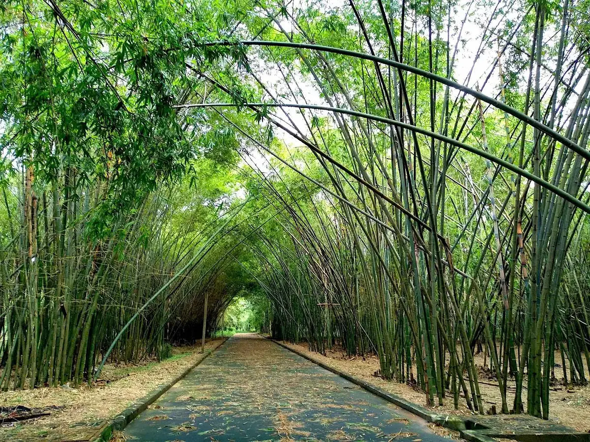 ビンズオン省の必見観光スポット10選｜自然と文化を満喫する週末旅行ガイド