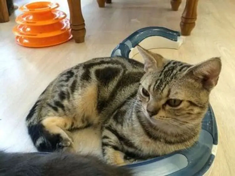 イチキャットカフェ