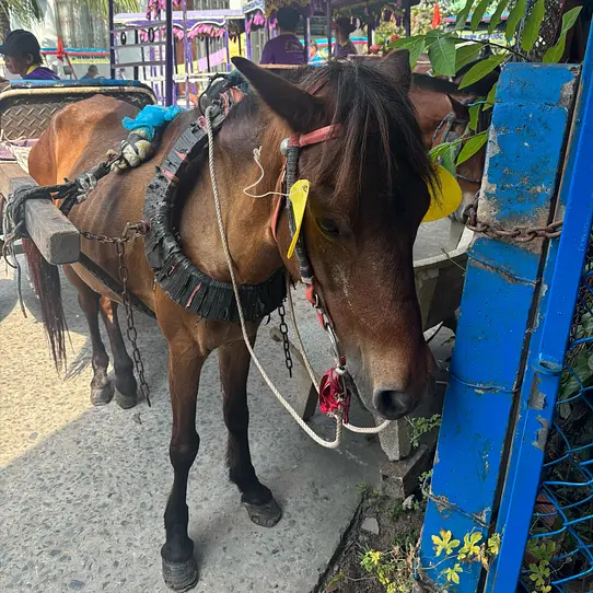 ホーチミン旅行の大定番！メコン川クルーズツアーの魅力