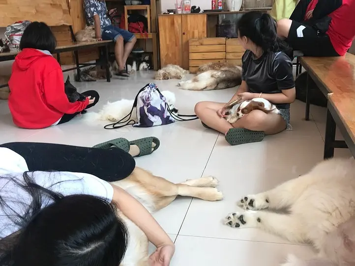 癒し空間！ホーチミンで犬カフェに行くなら、Hachiko Coffee