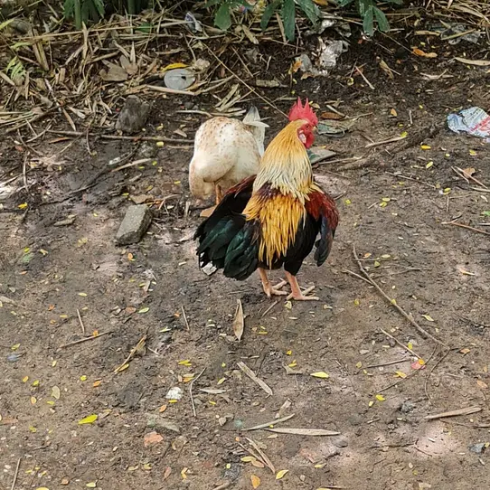 日本とベトナムの「食べない」文化 – 身近な食材に潜む異文化の壁