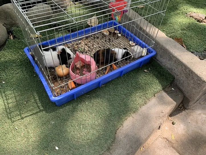２区のペットカフェ「PET ME」ペットミーで休校期間も楽しもう