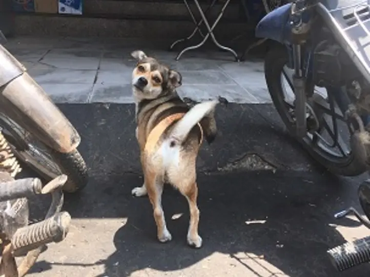 ベトナムのペット事情～ホーチミンで猫を飼ってみた〜