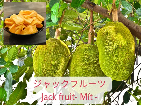 ホーチミンの暑さを忘れさせる！雨季と乾季のベトナムフルーツ特集