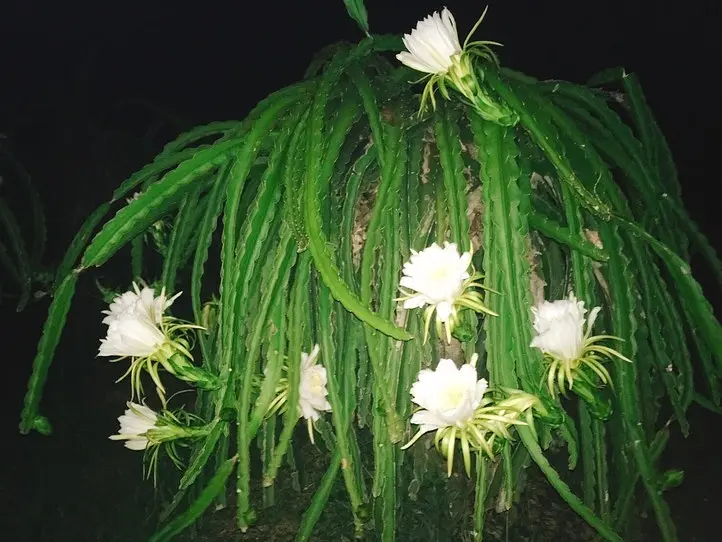 ドラゴンフルーツ畑に行ってみた