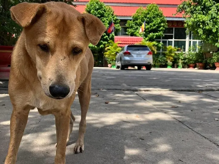 　【プノンペン】ローカルなコーヒー屋さんでコーヒーを飲もう！