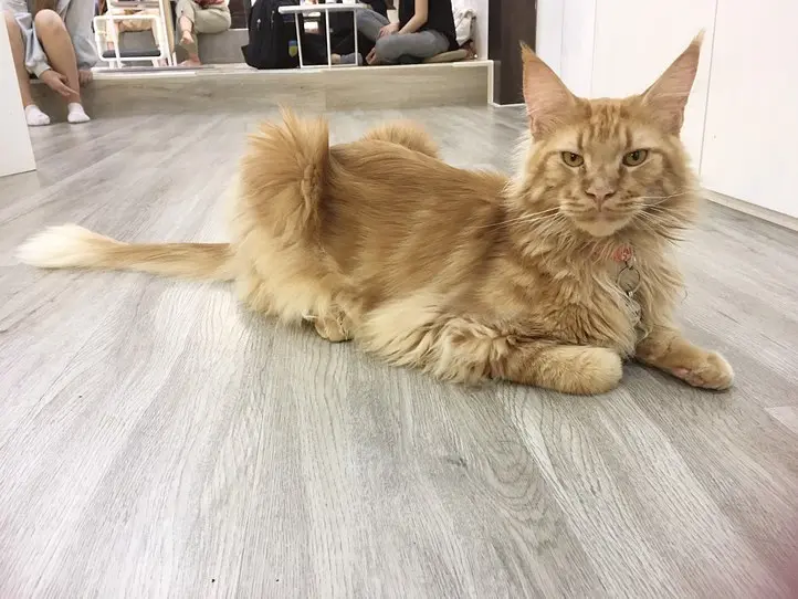 ホーチミンの猫カフェ「CATFE」に行ってみた