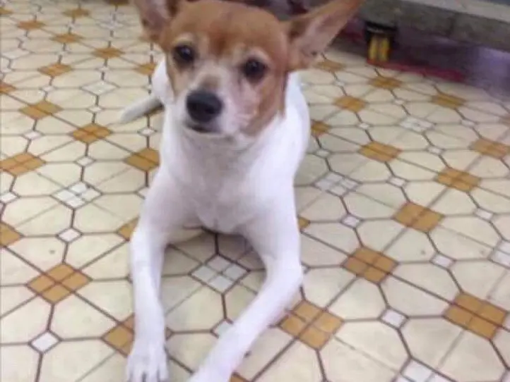 ベトナムの犬の名前事情