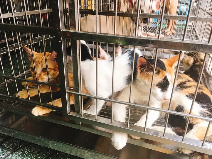 ベトナムのペット事情～ホーチミンで猫を飼ってみた〜