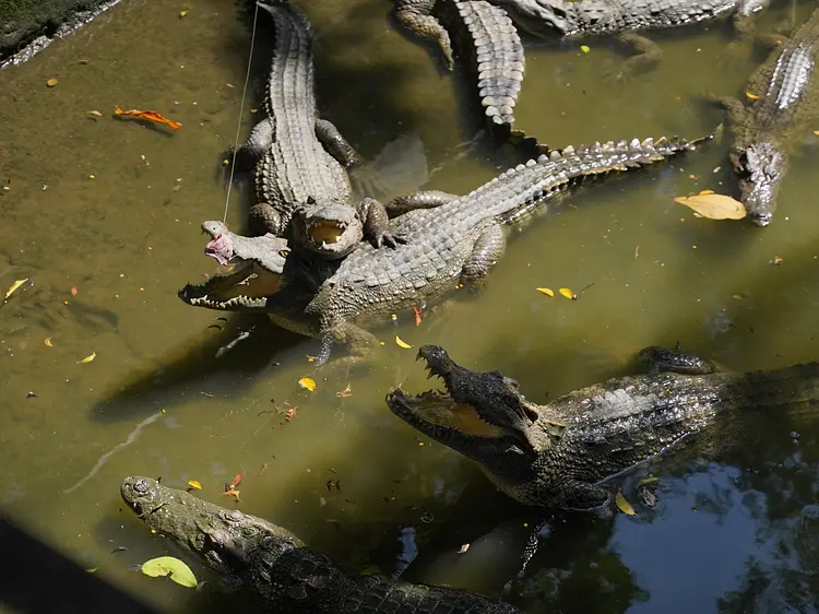 サイゴン・ブルー・トラベル