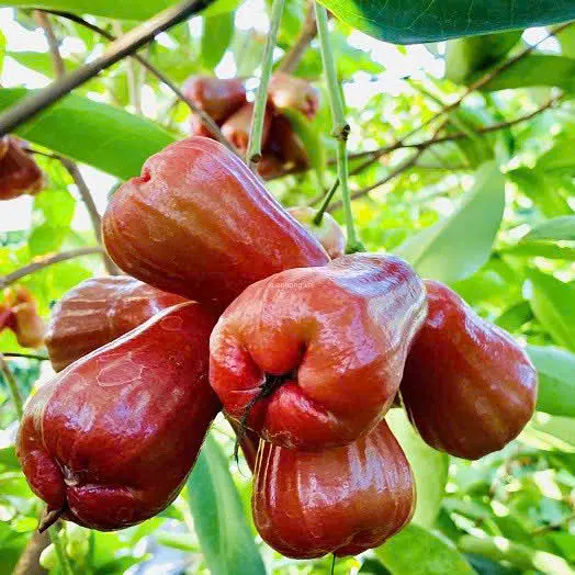 ベトナム 市場！一度は味わいたい魅力的な南国フルーツ14選 