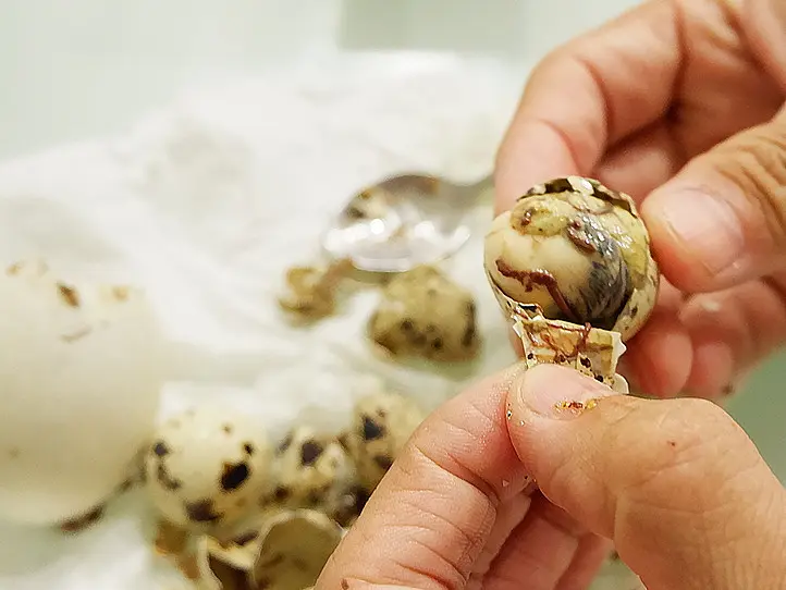 技あり！？「ホビロン」の上手な食べ方（閲覧注意）