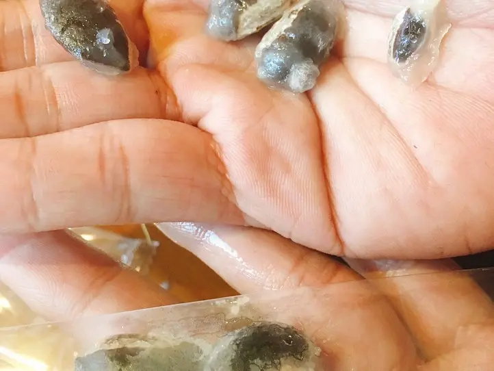 ベトナムのミルクメロン「おっぱいフルーツ」って何??　買い方・食べ方を解説！