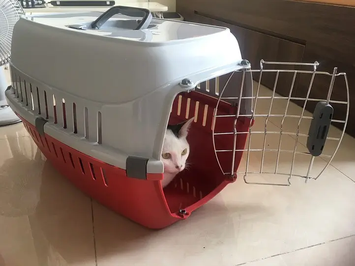 ベトナムで猫の飼い方