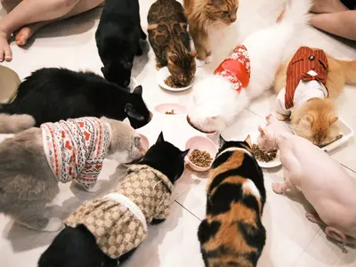 ホーチミン市の猫カフェ2選｜CATFEとBoNé Petkeryを紹介