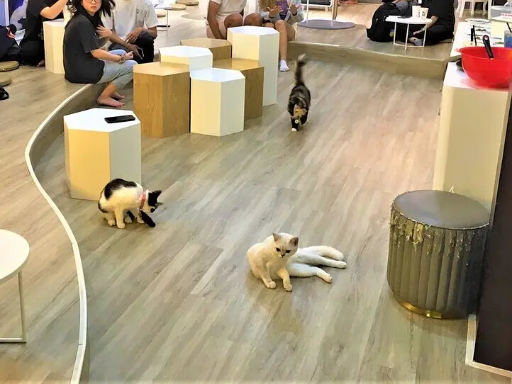 ホーチミンの猫カフェ「CATFE」に行ってみた