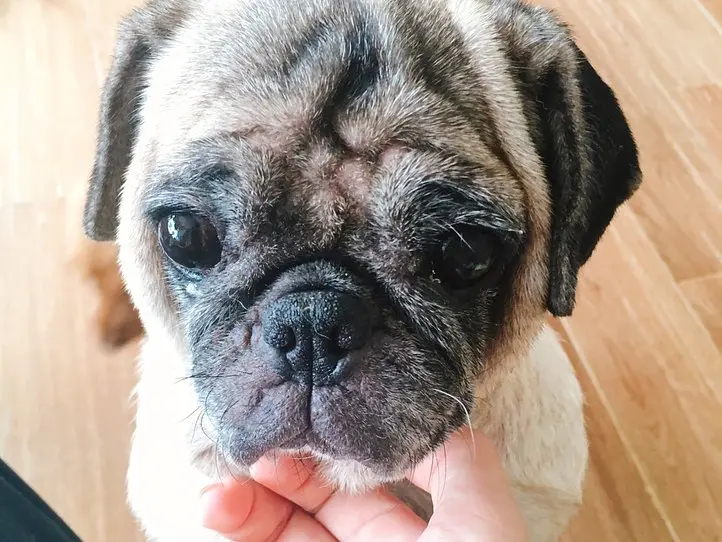 ベトナムのペット事情～ホーチミンで猫を飼ってみた〜