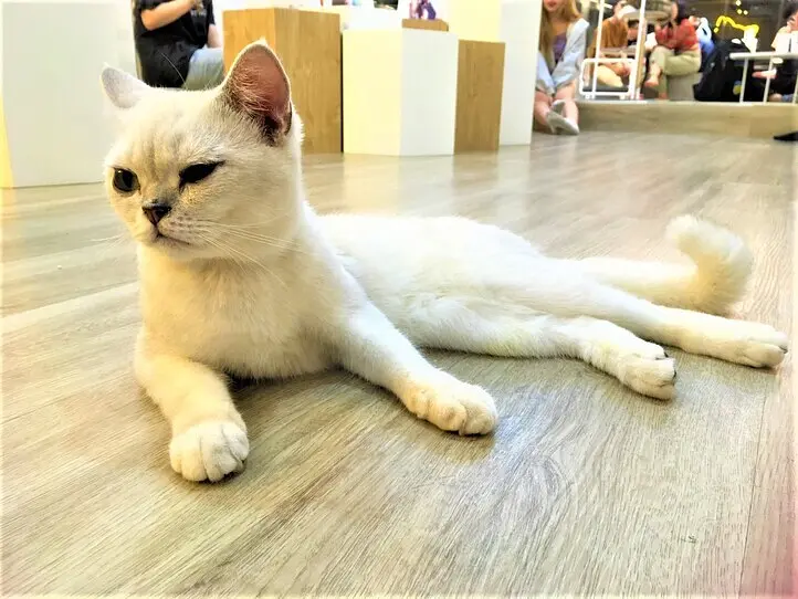 ホーチミンの猫カフェ「CATFE」に行ってみた