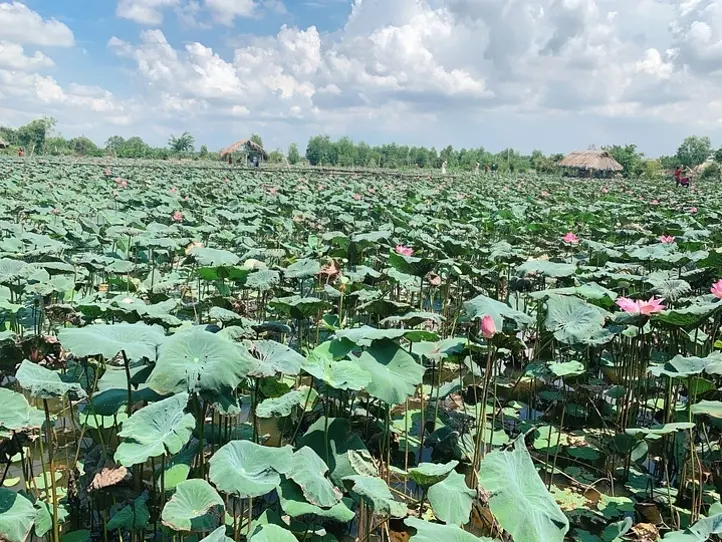 【週末特集】ベトナムの国花、ハスの花を堪能できるハス池に行ってみよう〜「Tam Da Dam Sen」〜
