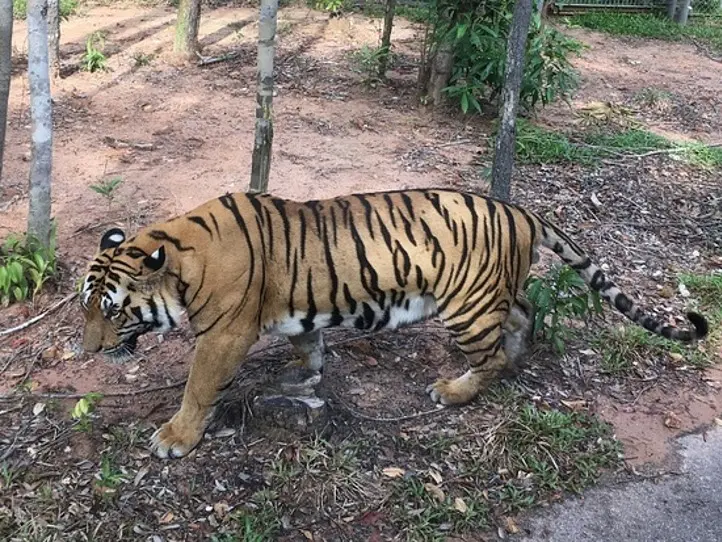 フーコック島の自然あふれる観光施設、ヴィンパールサファリ
