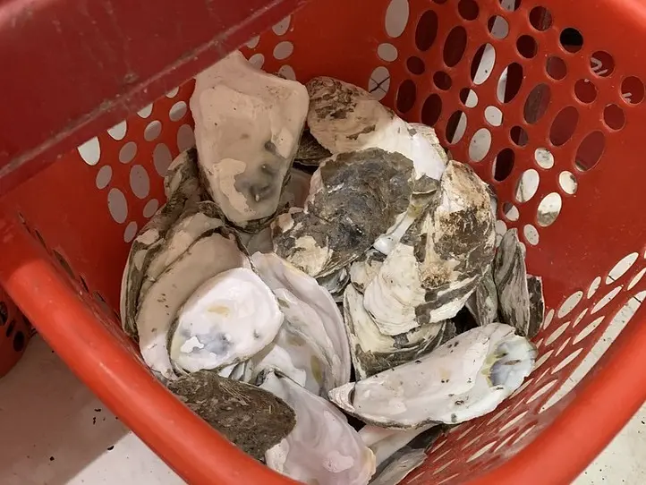 ホーチミンで海鮮を満喫しよう〜４区の貝ストリート〜