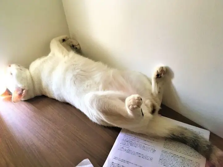 ベトナムで猫の飼い方